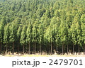 杉林
