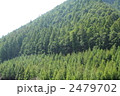 杉林