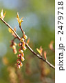 キブシの花