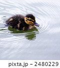 2480229