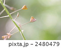 ぺんぺん草