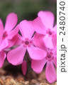 淡い芝桜