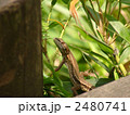 かなへび