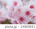 桜の花