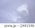 あじさいとりぼん