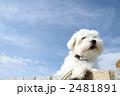 青空の下くつろぐ犬