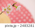 啓翁桜と扇子
