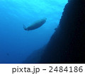 ハワイアンモンクシール