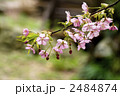 河津桜
