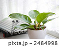 窓辺のインテリアグリーン