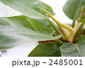 インテリアグリーン