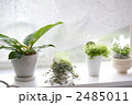 窓辺のインテリアグリーン