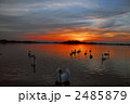 夕焼けの白鳥