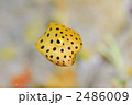 ハコフグ