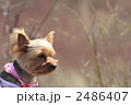 2486407
