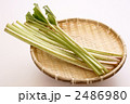 春の山菜