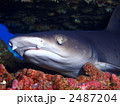 サメ