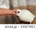 指をかむ文鳥のぶんちゃん