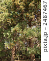 2487467