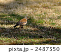 冬鳥　シロハラ