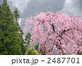那智の滝としだれ桜
