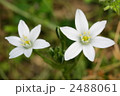ゼフィランサスの花