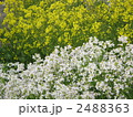 菜の花と大根の花