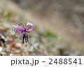 2488541