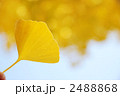 イチョウの葉