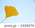 イチョウの葉
