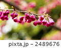 寒緋桜