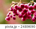 寒緋桜