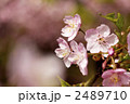 河津桜
