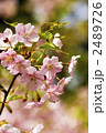 河津桜
