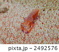 ウミウシカクレエビ