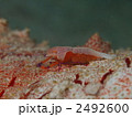 ウミウシカクレエビ