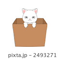 捨て猫