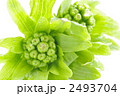 ふきのとう