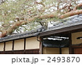 屋根上の赤松