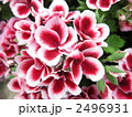 ペラルゴニウム