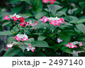 紅
