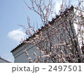 蔵とすももの木