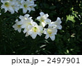 可憐な純白の花　鉄砲百合