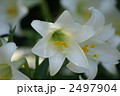 可憐な純白の花　鉄砲百合