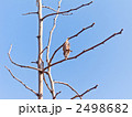 蓑虫