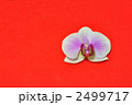 胡蝶蘭