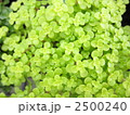 ペペロミア