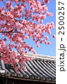 おかめ桜と瓦屋根