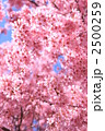 おかめ桜