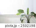 観葉植物のある白い部屋